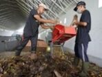 UMY Tempati Peringkat Ke-12 Nasional dalam UI GreenMetric 2026
